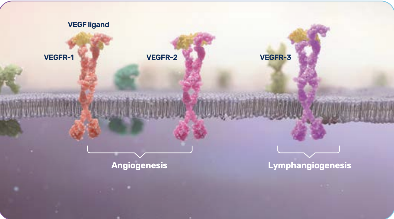 Illustration of the mechanism of action for FRUZAQLA® (fruquintinib). FRUZAQLA works to target VEGFR 1, 2, and 3.