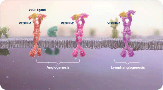 Illustration of the mechanism of action for FRUZAQLA® (fruquintinib). FRUZAQLA works to target VEGFR 1, 2, and 3.